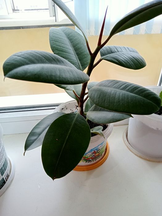 Комнатные растения Фикус