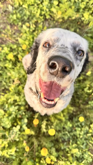 Собака бесплатно.