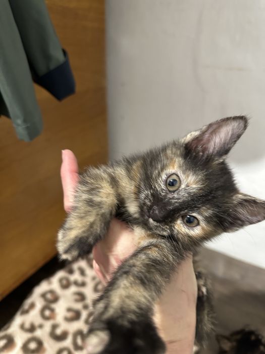 Отдам котенка, возраст 2 месяца