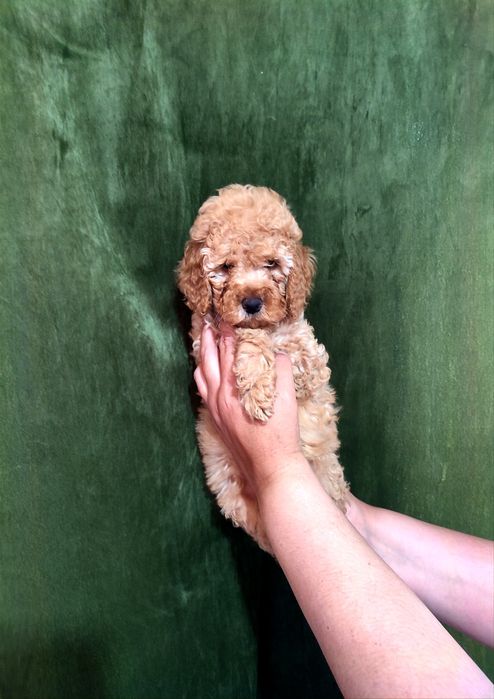 Продаются малый пудель