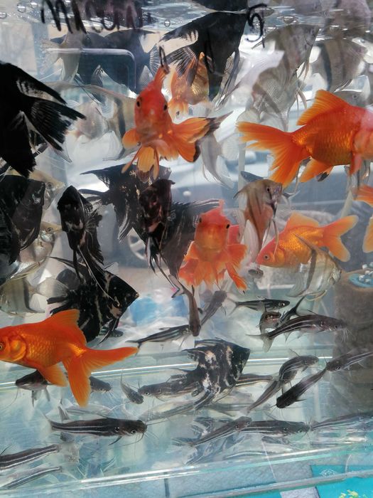 Африкански Цихлиди  автоматична хранилка декоративни рибки!