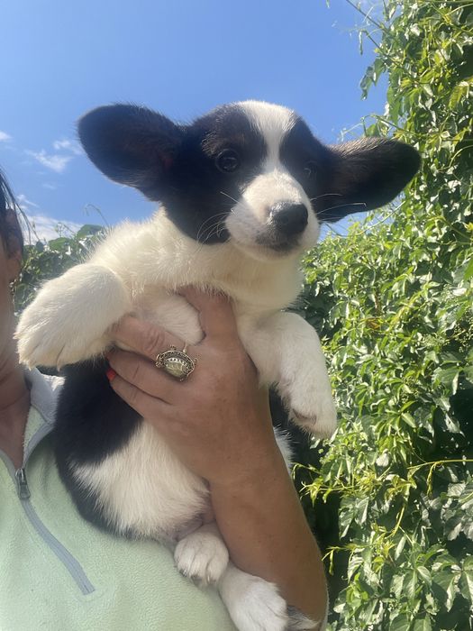 Детки вельш корги кардиган