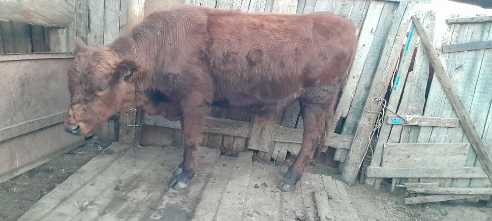 3 бас бұқа сатамын 2 жылдықтар