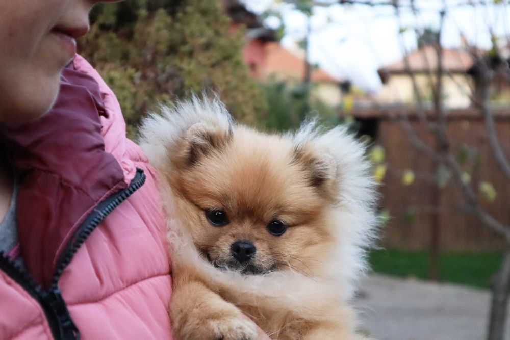 Миниатюрно момиченце померан с родословие FCI