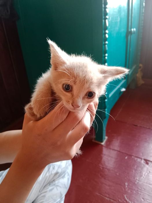 Отдам котят в добрые руки