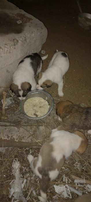 Кушик Тобет щенки