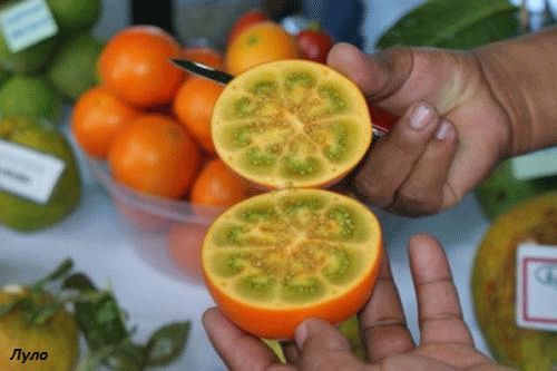 Екзотични растения / семена (доставка за цялата страна)