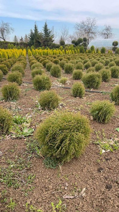 Продавам туя и вечнозелени храсти