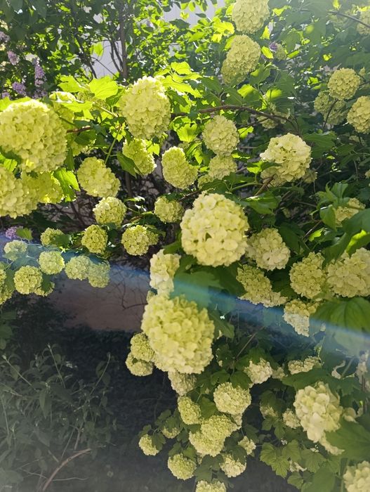 Бульдонеж. Белый шар.