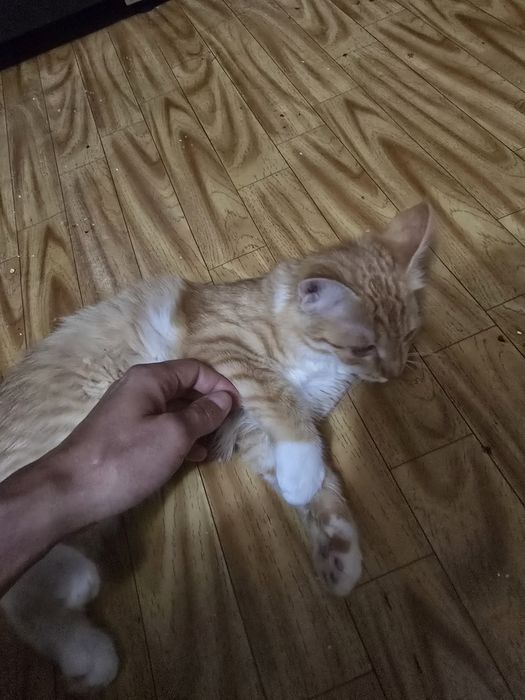 Отдам кошку рыженькую