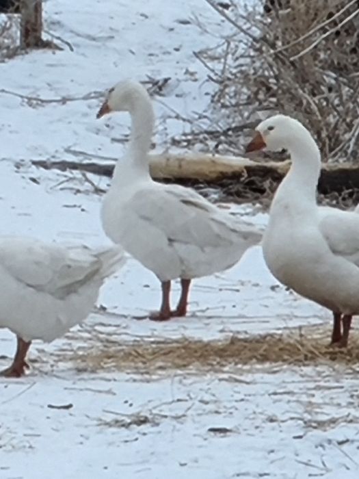 Гуси Линда. 15 тыс