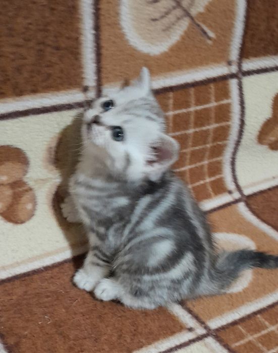 Британские.котята.