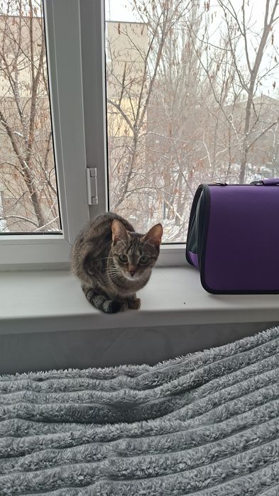 Котенок бесплатно