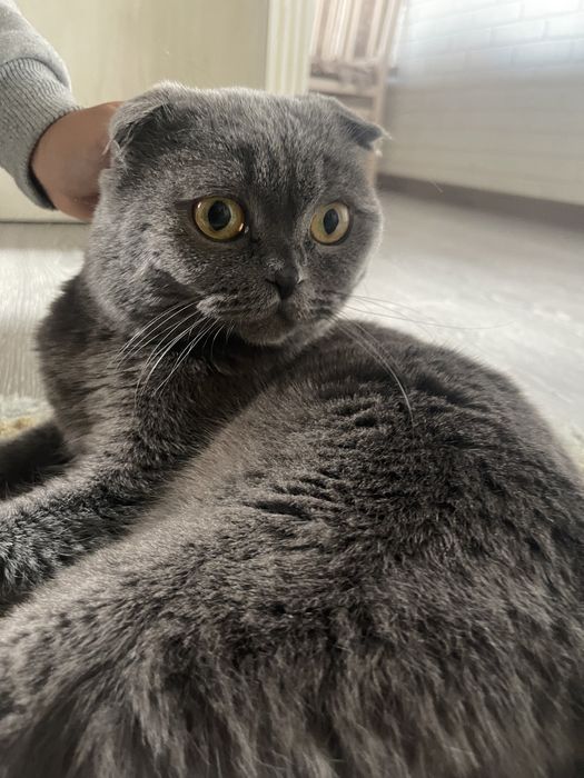 вязка кота,