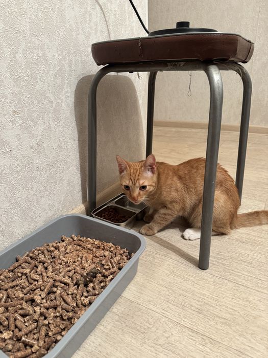 Отдам даром рыжего котика