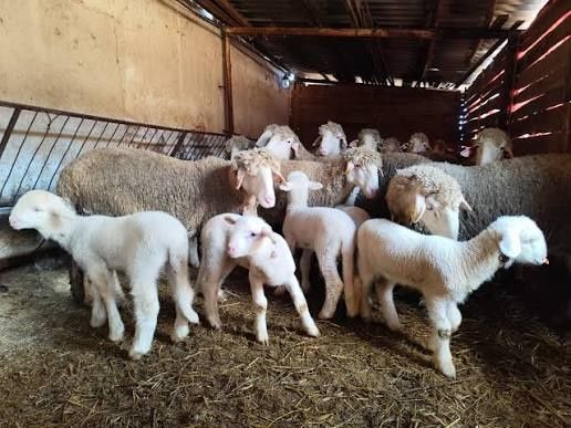 Агнета за Гергьовден