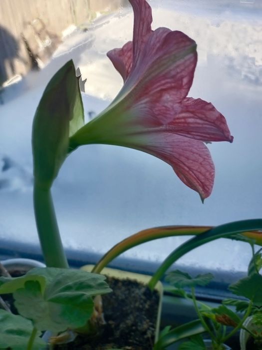 Продам цветы гипиаструм