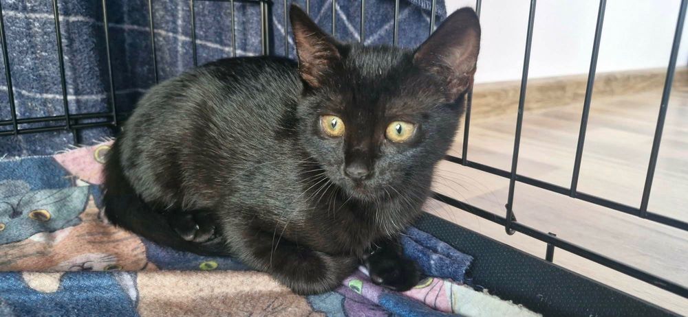 Adoptie Iris si Comos 2 pui de pisici negri