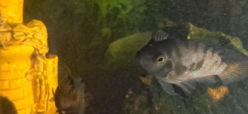 Аквариумные рыбы