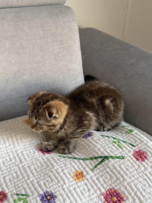 Шкоттиш фолд котенок