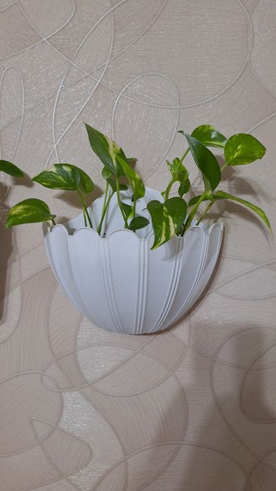 Эпипремнум вариегатный