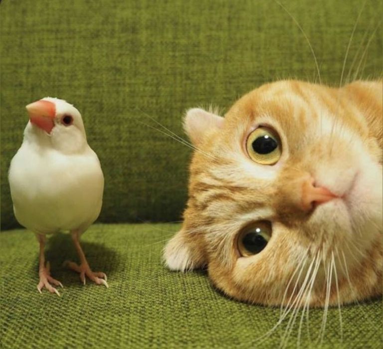 Передержка кота, попугая