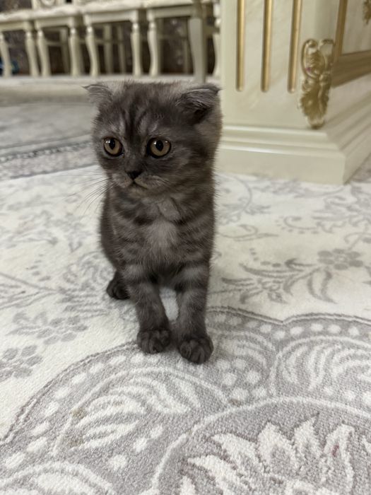 Продаётся котята