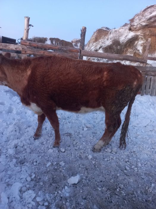 Продам стрельную корову