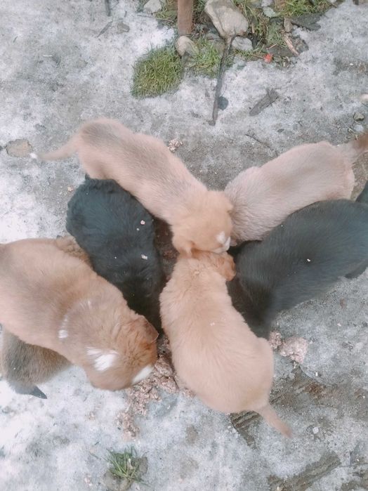 Donez spre adopție 7 cățeluși frumoși și mâncăcioși