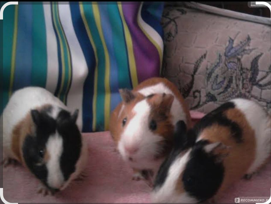 Марская свинкалар сотилади