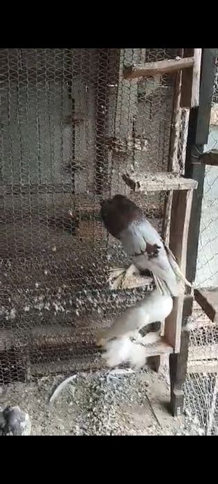 Porumbei gusati de pomerania