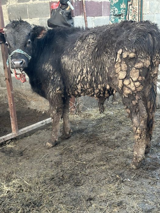 Бука бык бычек бык бука