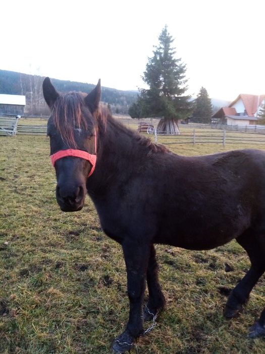 Mânz de 1an jumătate