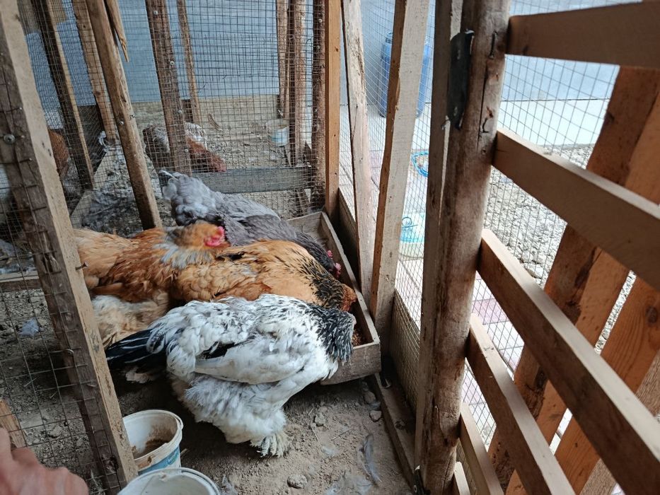 Brama tovuqlari sotiladi srochna!