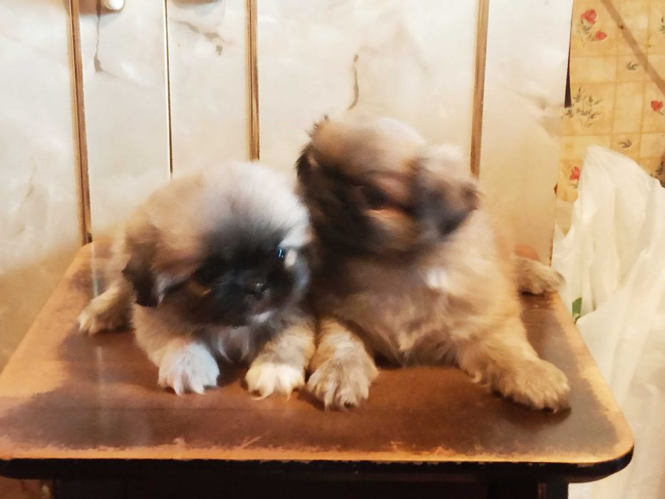 Продаются элитные чистокровные щенки породы "Пекинес"