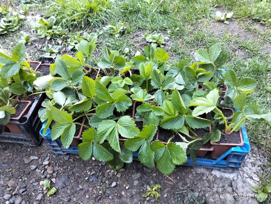 Stoloni capsuni remontante italia, butasi mur gigant Thornfree fara s