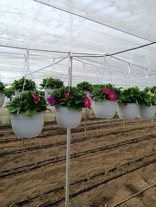 Petunia și mușcate de vânzare