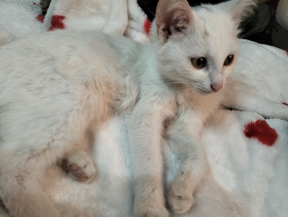 Отдам котят, бесплатно