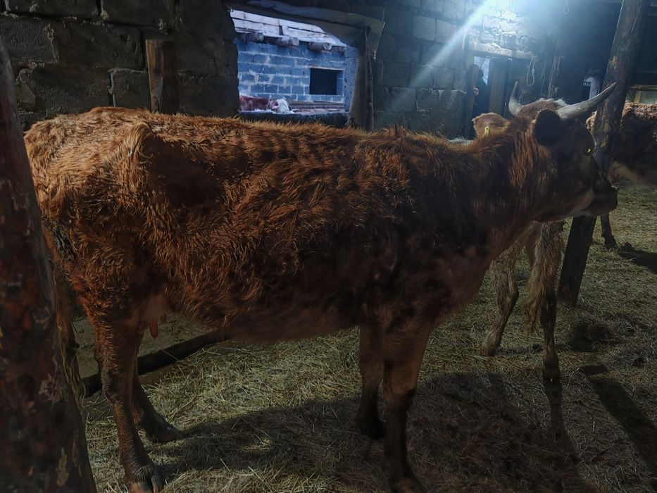 Сыйыр бызаумен, тайынша сатам