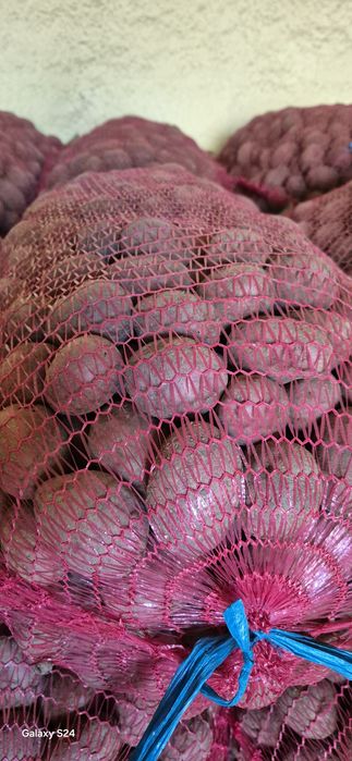 Sămânță de cartofi roșii