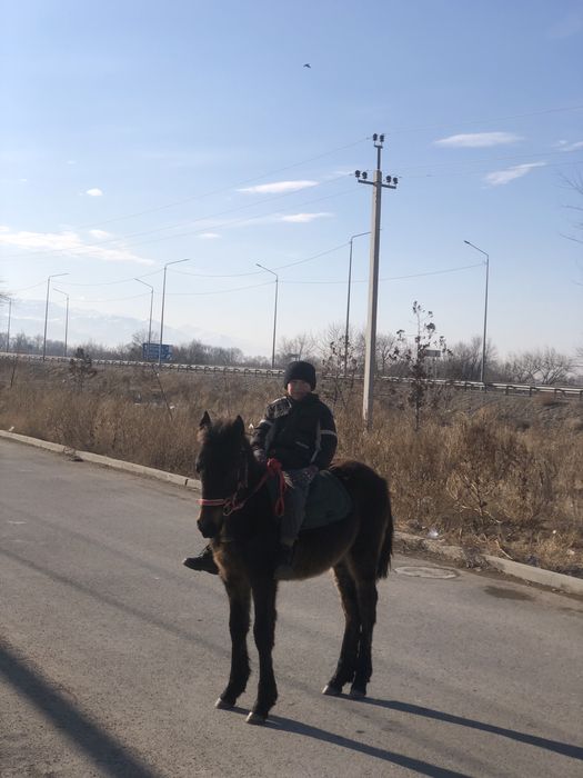 Қараоер тай адемі болады