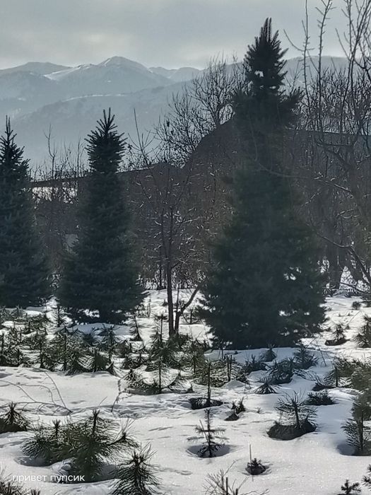 Ёлки голубые и зеленые за метр