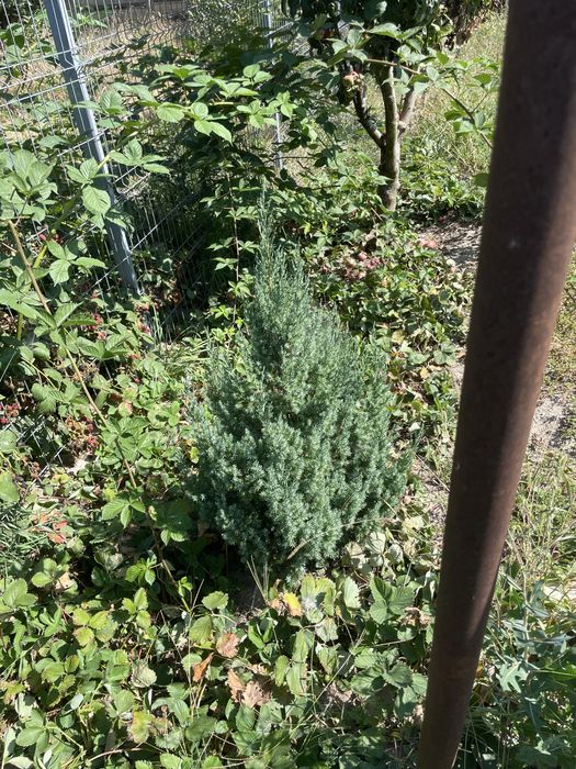 Gard viu ‘ienupăr chinezesc , Euonymus japonicus
