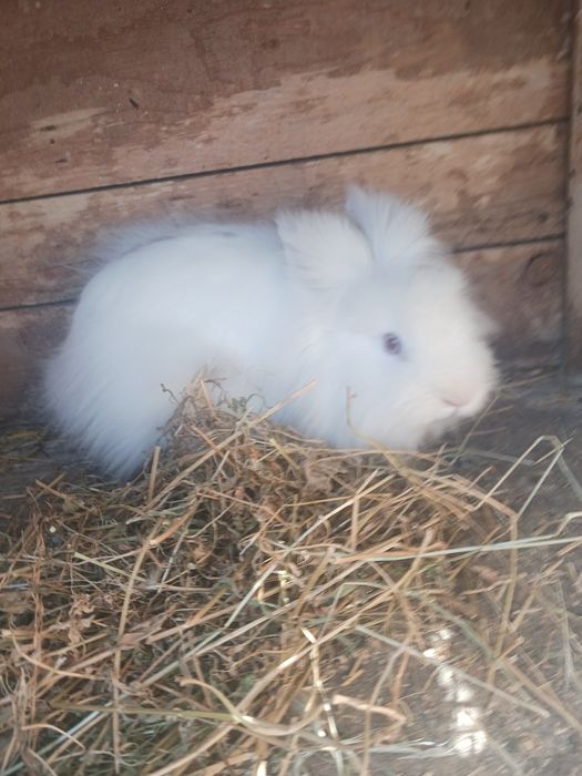 9 iepuri pitici   450 lei  Constanța i