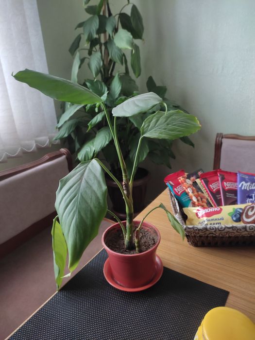 Цветочки  домашние