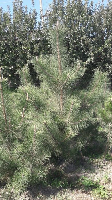 Archalar sotiladi  manzil Samarqand tuman