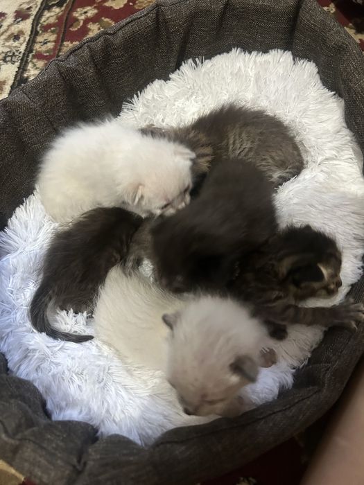 котята, в добрые руки
