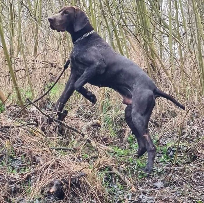 Мъжки кученца курцхаар на 6 месеца