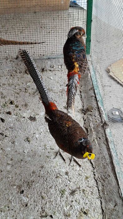 Fazan narlar sotiladi