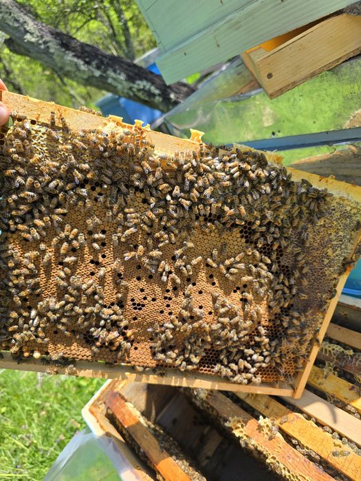 Vând familii de albine si roiuri cu tot lăzi